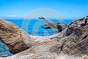 Driftwood in the Ocean