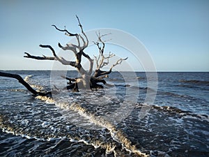 Driftwood  Off The Shore In Jekyll Island Georgia