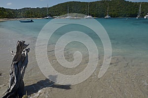 Driftwood old Tree Caribbian St. Vincent Grenadines photo