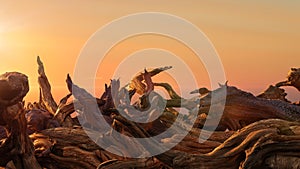 Driftwood, pile of aged branches during sunset