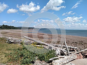 Driftwood piled on a beach as seen in Nova Scotia at low tide