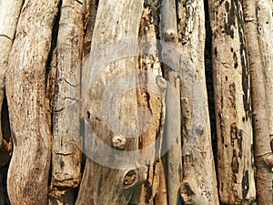 Driftwood piled on lake shoreline