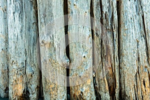 Driftwood pilings in the sand