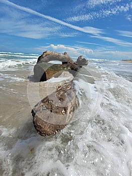 Driftwood Playalinda Beach National Seaahore