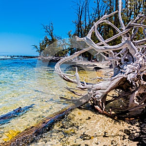 Driftwood on Pu\'u Ali\'i Beach, Kekaha Kai State Park photo