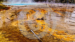 Driftwood and a Ranger`s Hat blown onto the Bacterial Mats of Silex Spring in Yellowstone National Park