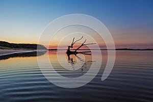 Driftwood reflections at sunrise, Australia.