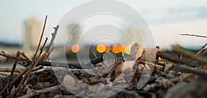 Driftwood on River Bank photo