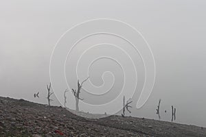 Driftwood in the river at Basohli, on a cold foggy winter day