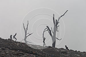 Driftwood in the river at Basohli, on a cold foggy winter day