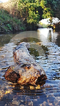 Driftwood in river