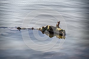driftwood on the river Danube