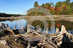 Driftwood on river edge