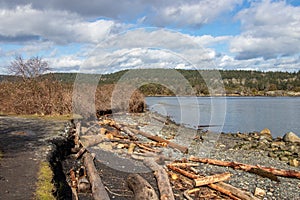 Driftwood and rocks on the beach