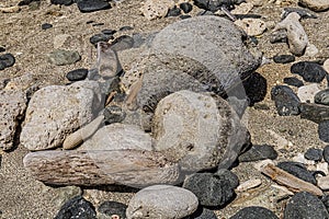 Driftwood and rocks on the beach in Aruba