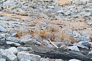 Driftwood in between rocks surrounded by dry bush