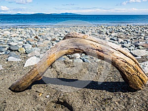 Driftwood on rocky ocean beach