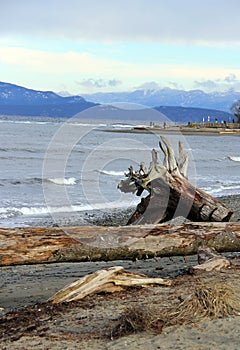 Driftwood root tangle Parksville Community Beach, Parksville, BC photo
