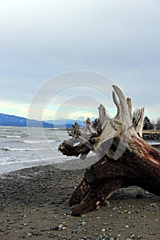 Driftwood root tangle Parksville Community Beach, Parksville, BC photo