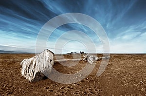 Driftwood in the Sand