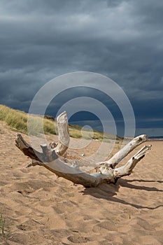 Driftwood on the sand of Balmedie beach