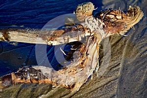 Driftwood in Sand