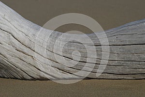 Driftwood on Sandy Beach