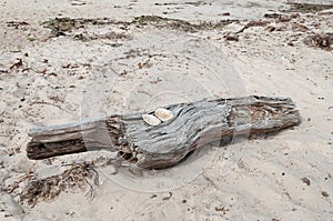 Driftwood with sandy beach