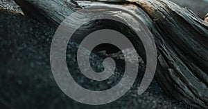 Driftwood on Sandy Beach.