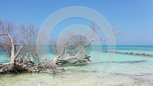 Driftwood on the sandy white sandy beach on a sunny day. Beautiful snag on beach overlooking turquoise Caribbean Sea.