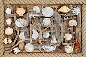 Driftwood and Sea Shell Abstract