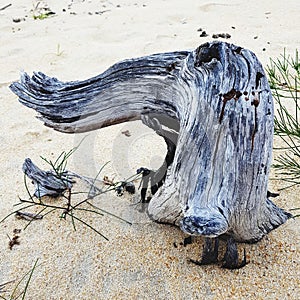 Driftwood at seashore