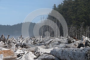 Driftwood on the seashore at Rialto Beach. Olympic National Park, WA