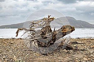 Driftwood on the shore of Isle of Arran