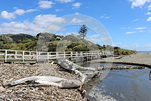 Driftwood on shore of Pacific Ocean, New Zealand