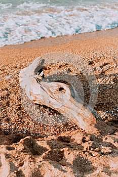 driftwood on the shore of a sandy beach. Photo in pastel colors.Close-up of the fin. A white drifting stump on the shore