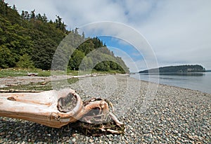 Driftwood on the shore of Shine Tidelands State Park on Bywater Bay near Port Ludlow in the Puget Sound in Washington State