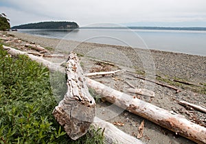 Driftwood on the shore of Shine Tidelands State Park on Bywater Bay near Port Ludlow in the Puget Sound in Washington State