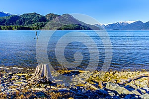 Driftwood on the shores of Pitt Lake with the Snow Capped Peaks of the Golden Ears Mountains