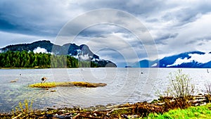 Driftwood on the shores of Pitt Lake under a dark cloudy sky with rain clouds hanging around the Mountains