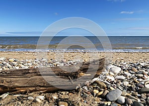 Driftwood on stoney beach