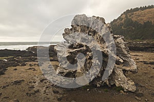 Driftwood Stump on Rocky Beach