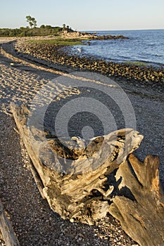 Driftwood at sunset on Hammonasset Beach, Madison, Connecticut.