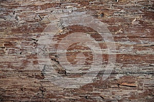 Driftwood Telephone Pole Texture w Banded Gouges & Light Surface Sand 4K UHD 300DPI