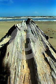 DRIFTWOOD on a Texas Beach