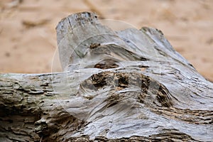 Old driftwood texture close up over beach background. photo