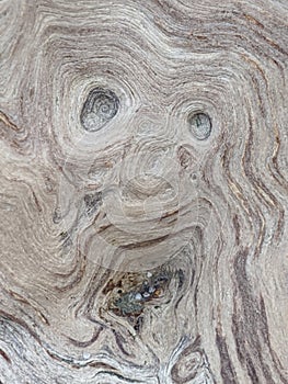 Driftwood with pareidolia in the shape of a face photo