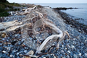 Driftwood - Thrown wood from sea in a Danish beach