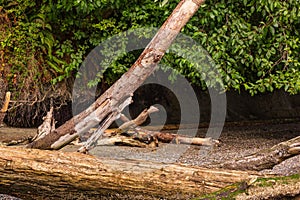 driftwood and tree branches over sand of beach