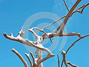 Driftwood Tree Form Against Blue Sky.